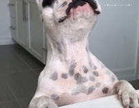 White dog black spots screaming