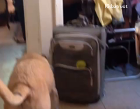 Big dog afraid tennis ball suitcase