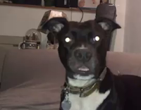 Collab AnimalsDT - Black Dog Zoom In On Face