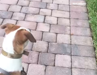 Dog watches turkeys walk by
