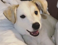 white dog sticking tongue out 