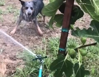 Blue Heeler Bites Water Sprinkler in Slow Motion