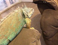 iguana jumps from couch to couch