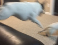 French Bulldogs Sprint Around Couch
