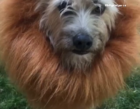 dog in a lion mane