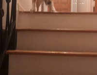 orange dog afraid of going down the stairs 