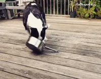Black and White Dog Plays With Metal Pot
