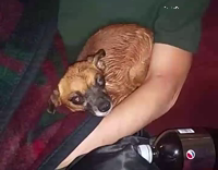 Dog angrily gets pet by owner