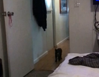 Cat catches toy rat toss