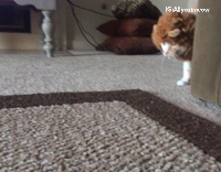 cat wearing lion costume and trying to take it off