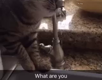 Cat struggles to get water 