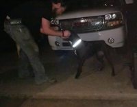 Dog Punctures Beer For Shotgun