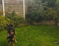 Dog takes out bubble