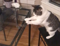 Cat fidget spinner glass table