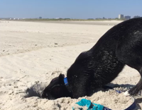 black dog digging in sand at the beach