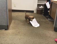 Little dog in office steals and rips paper