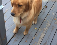 dog runs towards lake dives