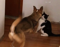 Collab AnimalsDT - Black And White Cat Fighting With Shiba