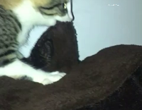 cat playing with blanket and biting it