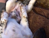 Spotted Dog's Legs Twitch While Sleeping