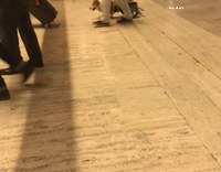 Corgi hind leg wheelchair