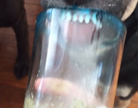 Dog has to get every drop