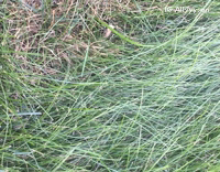White Dog Scratched Grass Shows Teeth