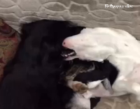 Two Dogs Show Fangs On Grey Couch