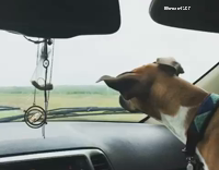 Dog tries to bite windshield wipers 