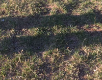 Shiba uninterested in tennis ball