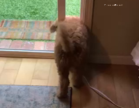 Fluffy brown dog stuck in door