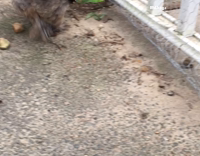 Chicken attacks woman and screams