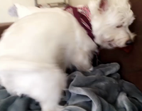 white dog burry food in blanket