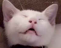 white cat funny snore