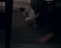 Dog swings up and down on owner's foot