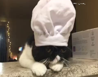 Collab AnimalsDT - Black cat with white chef hat on