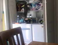 Cat playing on laundry machine falls off