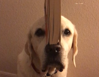 dog balancing book with its head 