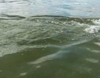 puppy swimming with shark fin on his back 