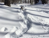 dog running around and playing in snow 