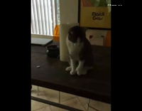 Cat catches things with his paws 