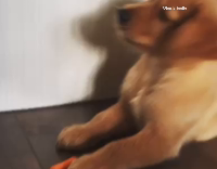 puppy plays with baby carrot
