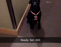 ready set go black dog sprinting down hallway