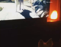 Dog thinks tv is real