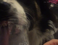 Dog licking slushie bottom of clear cup