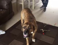 Dog keeps red balloon off floor