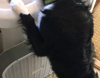 Dog enjoys drinking from fountain