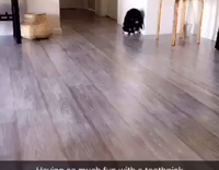 (Third Party) black cat playing with toothpick and jumping on walls