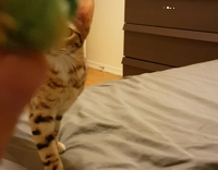 Leopard cat plays fetch with ball on bed.