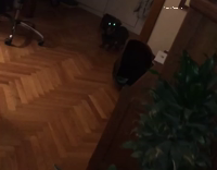 dog charges at owner form dark